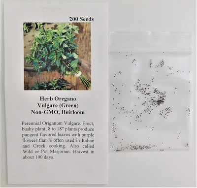 CYBEXIS PUAS-26 - Origanum vulgare Hirtum | Greek Oregano - (150 Seeds) Seed(150 per packet)