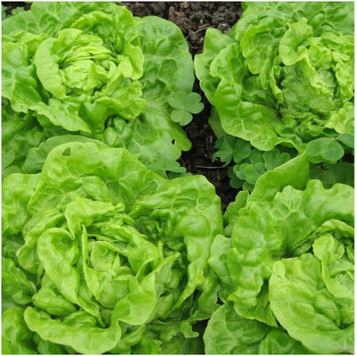 CYBEXIS Lettuce Tom Thumb Seeds4000 Seeds Seed(4000 per packet)