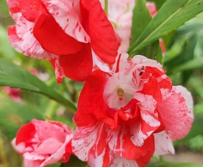 the green dotcom multicolour balsam flower seeds/balsam seeds 98 Seed(98 per packet)