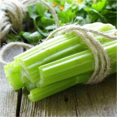 VibeX XL-97 - Utah 52-70 Celery (Apium graveolens) - (2250 Seeds) Seed(2250 per packet)