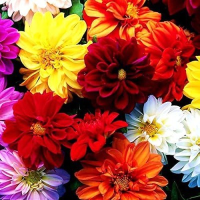 CYBEXIS Dahlia Hybrids Dwarf Mix Double Flower Mix Around Red yellow white pink small Seed(50 per packet)