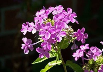 CYBEXIS Phlox Paniculata Garden Summer Native Hummingbird Flower Seed(50 per packet)