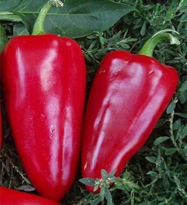 Qualtivate GBPT-3A Red Capsicum Giant Pepper Seed(100 per packet)