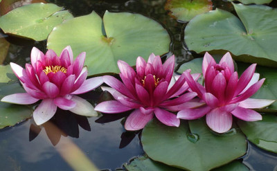 LPR LOTUS ,KAMAL GATTA Seed(20 per packet)