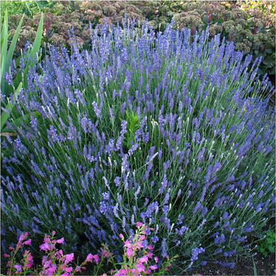 CYBEXIS ATS-50 - Blue Hidcote Lavender - (2250 Seeds) Seed(2250 per packet)
