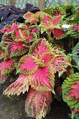 Qualtivate XLR-64 Coleus seeds KONG SALMON PINK Seed(100 per packet)