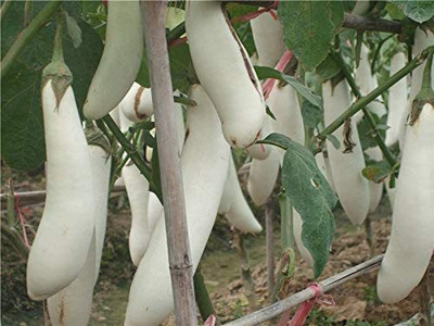 WILLVINE VXI-735 White Long Brinjal Seeds Seed(200 per packet)