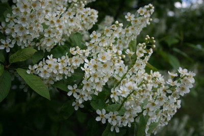 XOLDAA gypsophila flower Seed(100 per packet)