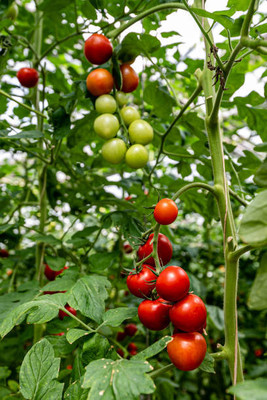 Vinayak Pesticides tomato Seed(70 per packet)