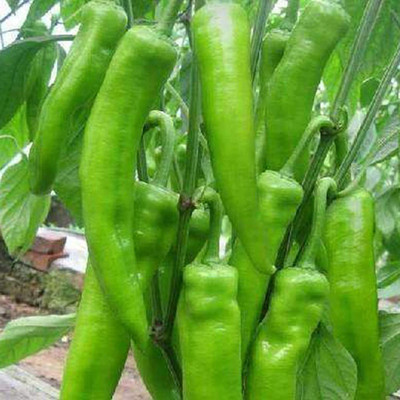 TRICONE Chilli Seed(300 per packet)