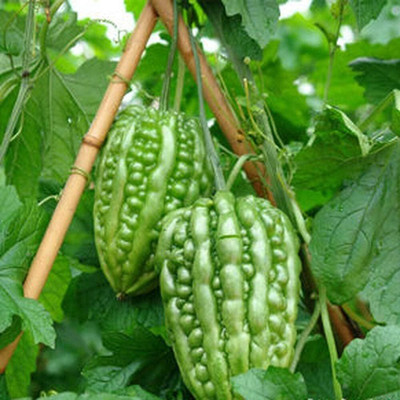 KNESSiN Bitter Gourd Green Seed(50 per packet)