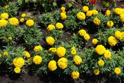 Just Jaivik marigold/gende ka phool flower seeds Seed(75 per packet)