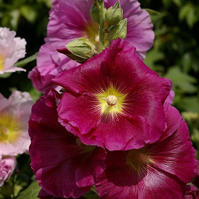 KANAYA Stock Matthiola Incana Double Mix Flower Seed(100 per packet)