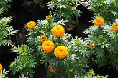 Kishori Creation marigold,gende ka phool seeds Seed(21 per packet)
