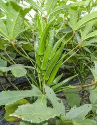 HYBRID 250g highest yield radhika bhindi/okra seeds early fruiting dark green fruits Seed(250 g)