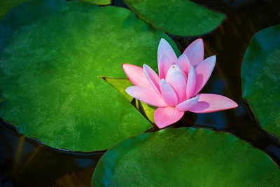 YIUGANTAR lotus,kamal gatta Seed(15 per packet)