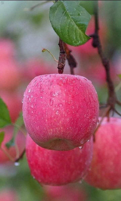Decon Apple Seed(10 per packet)