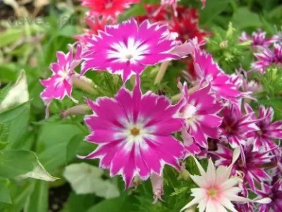 Aro Phlox beauty Seed(65 per packet)