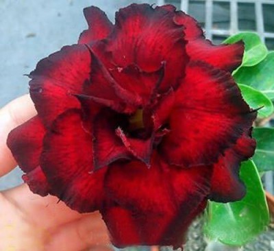 Qualtivate GBPUT-303 Adenium Obesum Desert Roses Triple-RED-Thai Seed(30 per packet)