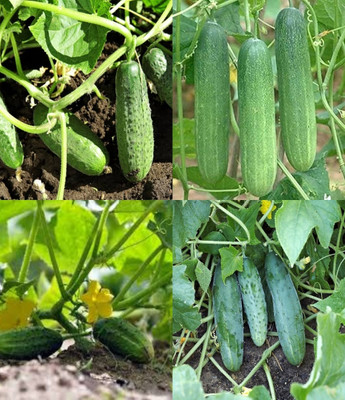 ibains Cucumber seeds hybrid Kakari sosa seeds beej 60 Seed(60 per packet)
