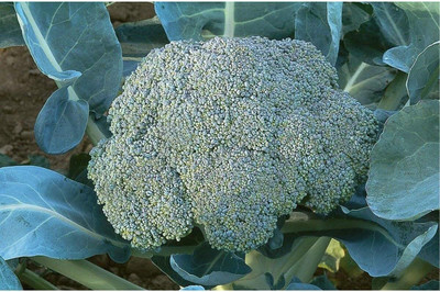 WILLVINE NKR -XIII Gypsy F1 Hybrid Broccoli Seeds [2.5g] Seed(750 per packet)