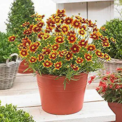 MAA Coreopsis Seed(50 per packet)