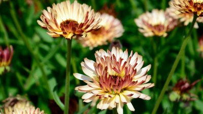 XOLDA Exotic calendula Seed(15 per packet)