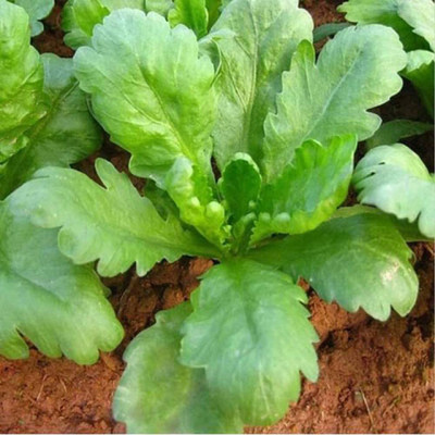 CYBEXIS ATS-84 - Large Leaves (Chrysanthemum Coronarium) - (90 Seeds) Seed(90 per packet)
