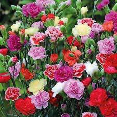 CYBEXIS Carnation Easy Planting - Rose F1 Hybrid Seeds Seed(1 g)