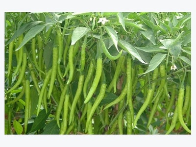 XOLDA Organic Chilli vasuda Seed(15 per packet)