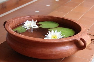 LPR LOTUS,KAMAL Seed(30 per packet)
