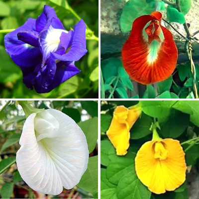 Greenfall Aparajita Double Mixed Seeds, Butterfly Pea (21 Per Packet) Seed(20 per packet)