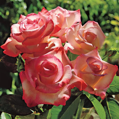 Qualtivate XLR-554 Rose Seeds for Planting Seed(50 per packet)