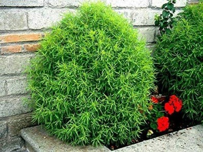 Aywal Kochia Burning Bush Green Flowering Seed(20 per packet)