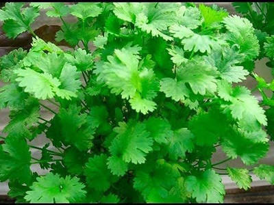 TRICONE Dhaniya Seed(100 per packet)