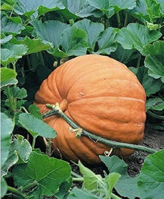 Qualtivate GBPT-3A Titan Giant Pumpkin Seed(50 per packet)