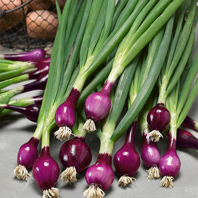 KEROS Onion Lilia (salad) Seed(300 per packet)