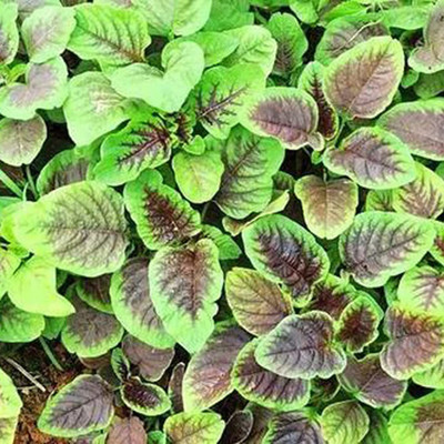 CYBEXIS F1 Red Spinach Seeds2000 Seeds Seed(2000 per packet)