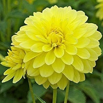 LPR DAHLIA Seed(5 per packet)