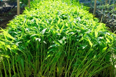 abiswas Water Spinach (Kalmi Saag) Seeds For Home Garden Seed(4000 per packet)