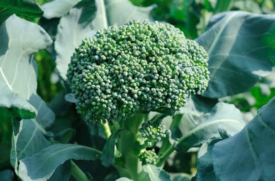 Qualtivate PUA-1A of Broccoli Waltham 29 Seed(300 per packet)
