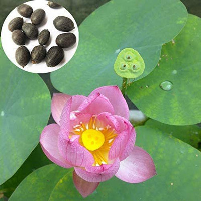 VibeX ® LXI-256 Mini Lotus Flower Seeds Seed(25 per packet)