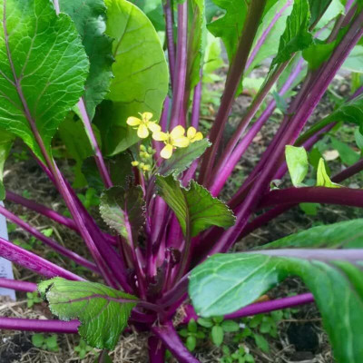 WILLVINE AGRI -VI Purple Choy Sum Chinese Cabbage [5g] Seed(1500 per packet)