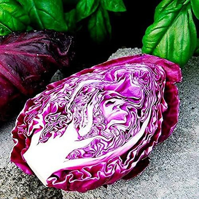 WILLVINE AGRI -II Red Cabbage Kalibos Vegetable [50g] Seed(15000 per packet)