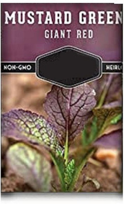 CYBEXIS Mustard Giant Red2800 Seeds Seed(2800 per packet)