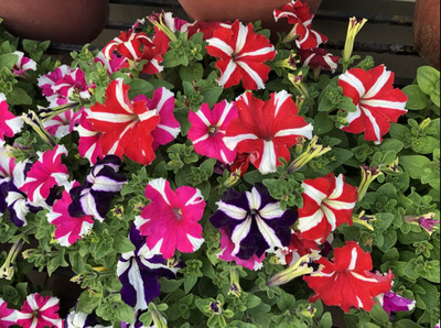 CRGO PETUNIA Seed(5 per packet)