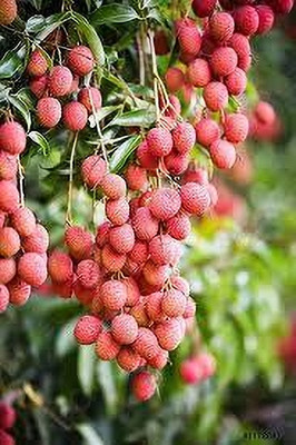 kranti farms litchi Seed(30 per packet)
