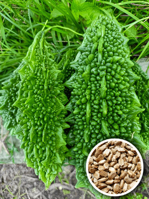 Seedsilk Store Small Bitter Gourd (Pavakai/Karela) Seed(20 per packet)
