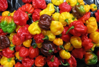 Qualtivate GBPT-7A SCOTCH BONNET Mix - RED-YELLOW-CHOCOLATE Seed(300 per packet)