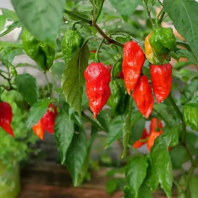 Biosnyg Hybrid Bhut Jolokia Hot Chilli Seeds for Home Gardening-(4000 Seeds) Seed(4000 per packet)